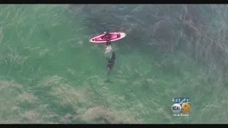 Swimming With The Orcas: Man Kayaks Alongside Several Whales