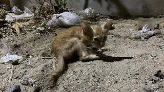 Update:  Save poor kitten was living his last moments on the roadside but no one came to help him!