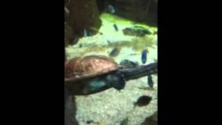 Dancing Turtle Underwater