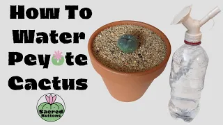 How To Water Peyote Cactus