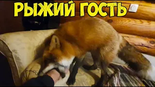 Ли Сяо / Alice the Fox Алиса Лиса (Яростная оборона дивана)