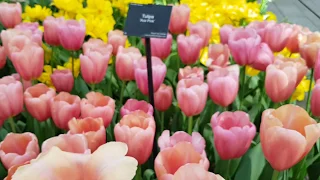 26 Types of Tulip Flowers