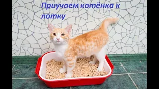 Приучаем кошку к лотку.Советы ветеринара.