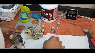 Hand feeding baby cockatiels week 3