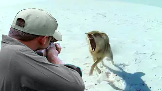 Decisive confrontation part 3 hunter vs (wolf, hippo, bear, lion)