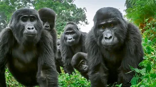 Spy Gorilla Comes Face To Face With Alpha Silverback | BBC Earth