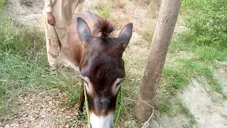 What are man and donkey doing with each other funny video