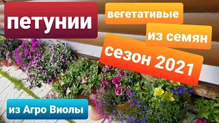 Петунии 2021/Сорта семенных и вегетативных петуний на сезон 2021/