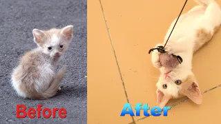 Tiny kitten before and after rescue