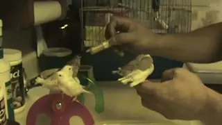 handfeeding 6 weening baby finches