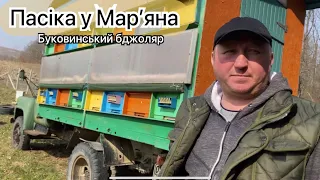 На пасіці. Буковинський бджоляр Мар’ян. #бджолопакети2021 #бджоломатки2021