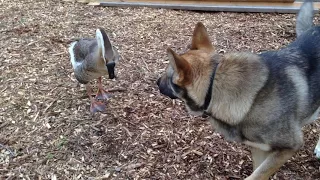 VIEWER DISCRETION German Shepherd Attacks Aggressive Canada Goose on Farm