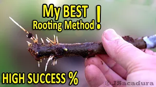 HOW to ROOT Fig Cuttings in Coco Coir | Rooting Cuttings to propagate FIG TREES the EASY WAY