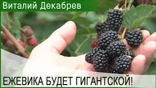 ЕЖЕВИКА БУДЕТ ГИГАНТСКОЙ С ТАКОЙ ПОДКОРМКОЙ!