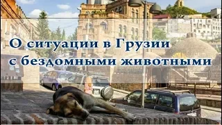 РадиоБлог • О ситуации в Грузии с бездомными животными. Институты власти хранят гробовое молчание