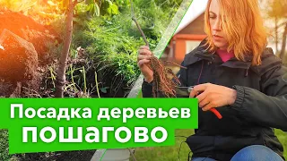 100% ПРИЖИВАЕМОСТЬ ПЛОДОВЫХ ДЕРЕВЬЕВ ПРИ ТАКОМ СПОСОБЕ ПОСАДКИ! Как посадить яблоню, грушу, черешню