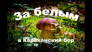 За белым грибом в Караканский бор  Новосибирская область, Искитимский район,  июль 2020