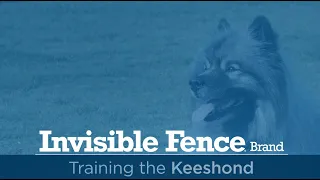 Training a Keeshond to Use Invisible Fence® Brand System