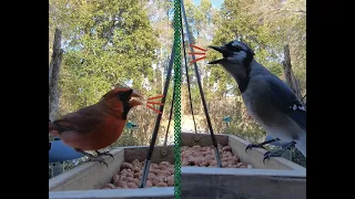 Many Blue Jays, Cardinals, Titmice, & Other Birds at Feeder--Pine Warbler at End of Video