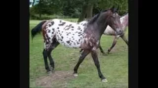 Run Appaloosa Run 001