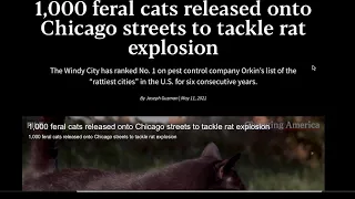 1000 Feral Cats At Work In Chicago To Combat Rats