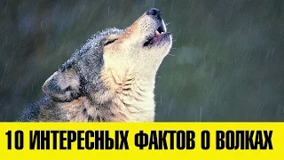 10 ИНТЕРЕСНЫХ ФАКТОВ О ВОЛКАХ