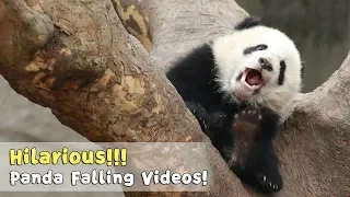 3 Minutes To Understand How Clumsy Pandas Are  | iPanda