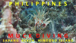 MUCK DIVING SABANG BEACH PHILIPPINES