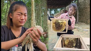 The process of exploiting wild honey for propagation- mingling with nature episode 15 - ha thi muon