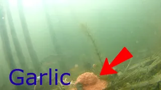 Big fish  Fish reaction on Garlic  Underwater shooting