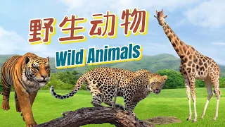 学中文|野生动物|Learn Chinese |Wild Animals in Chinese|中文加油站GG