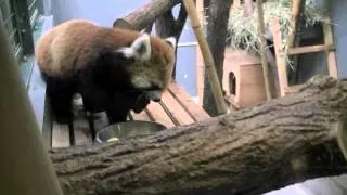 リンゴを食べるレッサーパンダ~Red Panda eat the apple