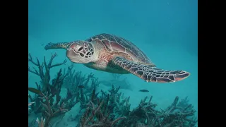 Snorkelling With The Turtles