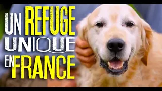 Le refuge animalier AVA - Documentaire