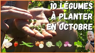 10 légumes à planter en octobre au potager !