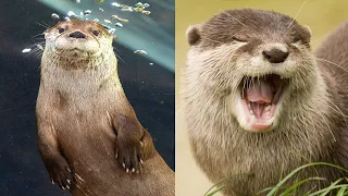 Baby otter catches a fish for the first time!