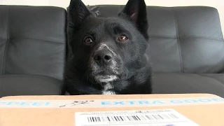 MICROWAVE DOG TREATS?! - Bark Box March 2015 - Pause the Shiba Inu