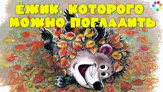 Ёжик, которого можно погладить - Пляцковский М.С. 🎧