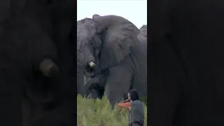 Perfect Shot on a Massive and Old Elephant