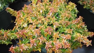 Abelia x grandiflora 'Kaleidoscope'