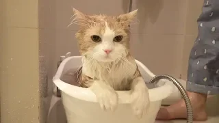 Kitties’ bathing day because of LuLu (ENG SUB)