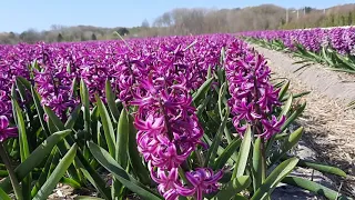 Hyacinth flower fields in Netherlands || Ladang bunga Hyacinthus || Egmond