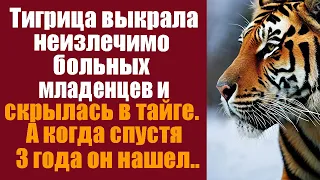 Тигрица выкрала неизлечимо больных младенцев и скрылась в тайге. А когда спустя 3 года егерь нашел..