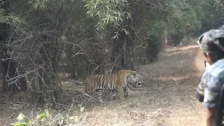 Male Tiger Fight at a close distance |  Tadoba Andhari Tiger Reserve , India | January 2023