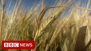 Where is Russia taking Ukraine's stolen grain? – BBC News