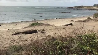 Mating Elephant Seals near Pescadero, California-Sunday 16 February in Año Domingo Dos Mil y Veinte