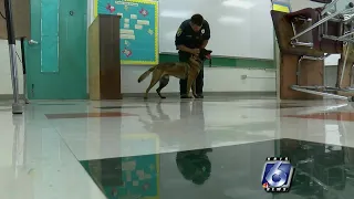 Police dogs training in schools to protect students