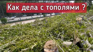 Как дела с тополями на ЦУМЕ Комсомольск на Амуре
