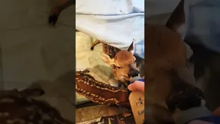 Adorable Baby Deer Fawn Bottle Feeding Time #nature | 2023 Orphan Fawn Rescue