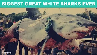 10 Biggest Great White Sharks Ever Recorded